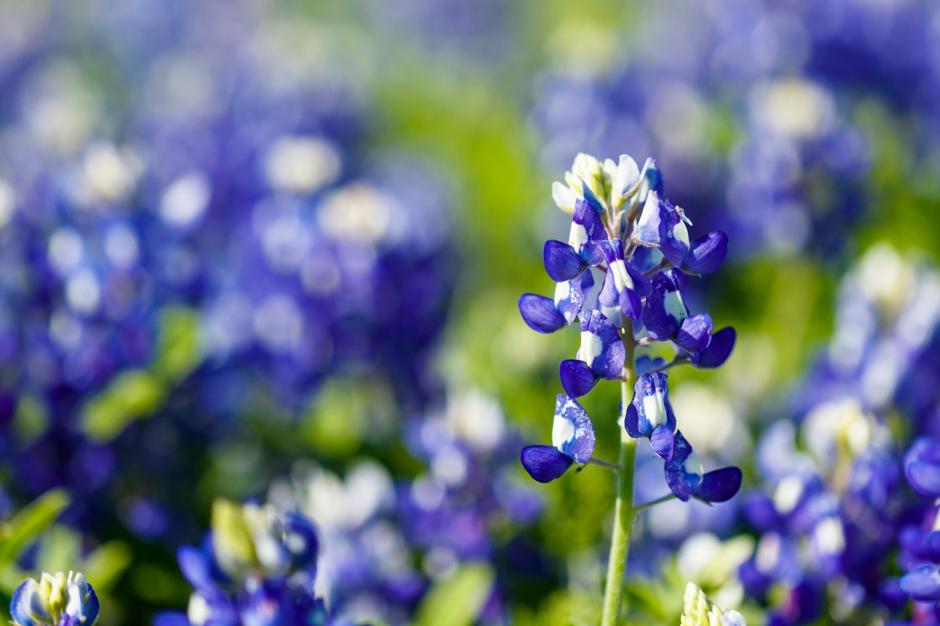 A bunch of pink roses with green leaves on a white surface.