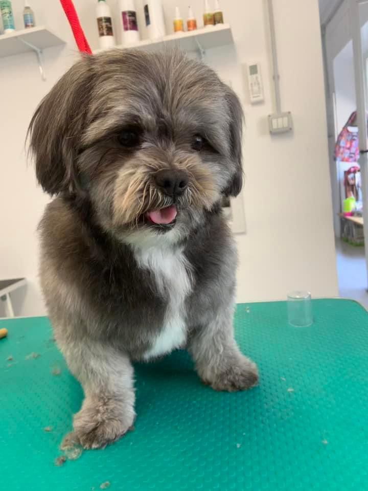 bagno e asciugatura cani