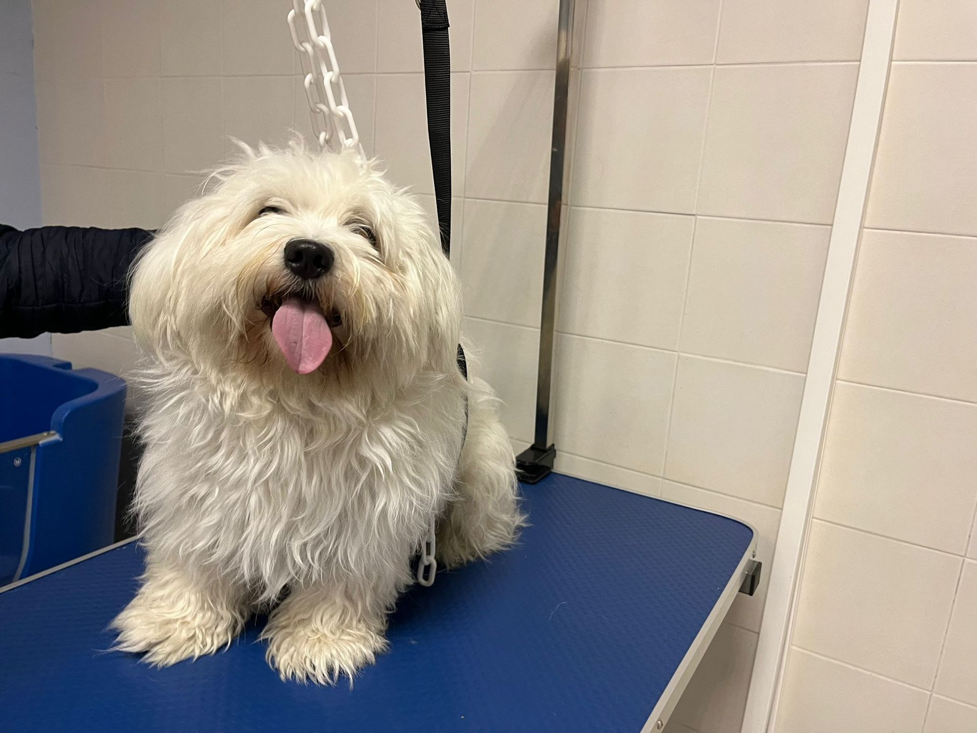 toelettatura completa