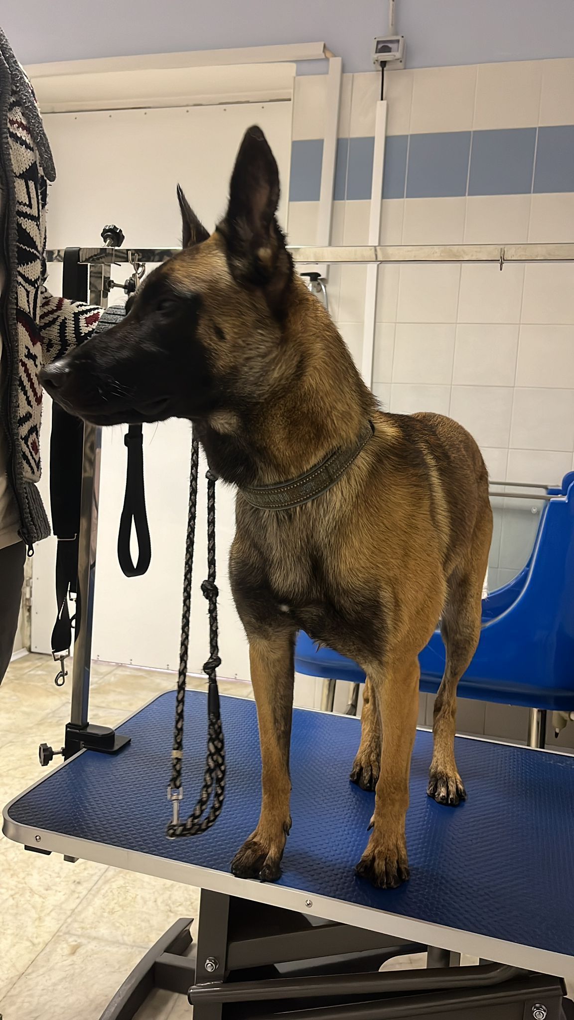 toelettatura cane grande taglia