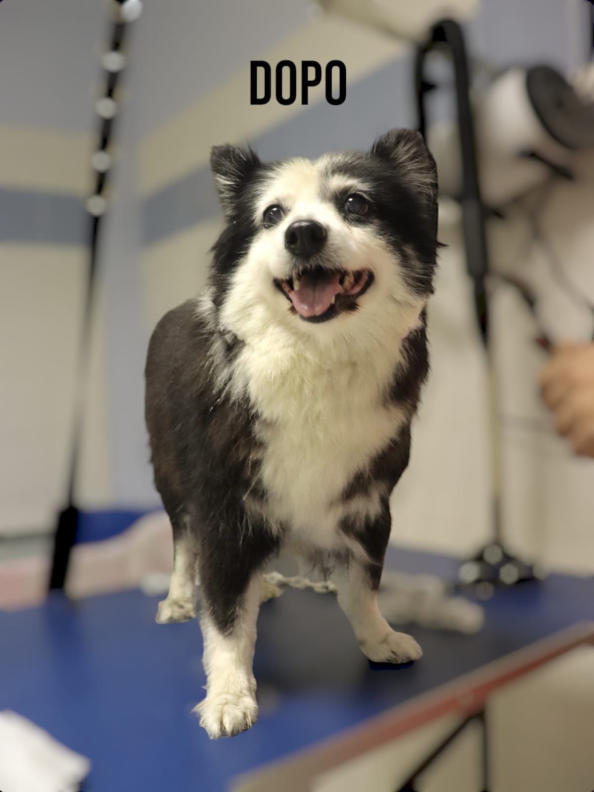 toelettatura cane piccola taglia