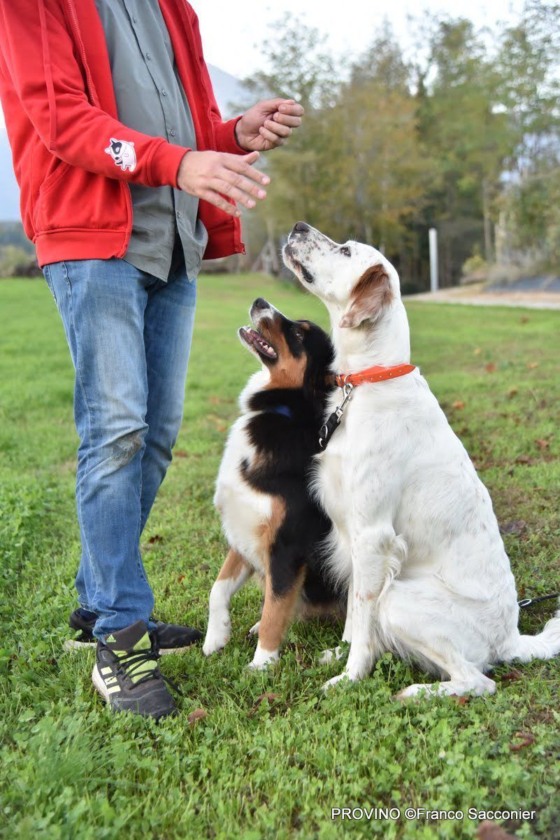 addestramento cinofilo