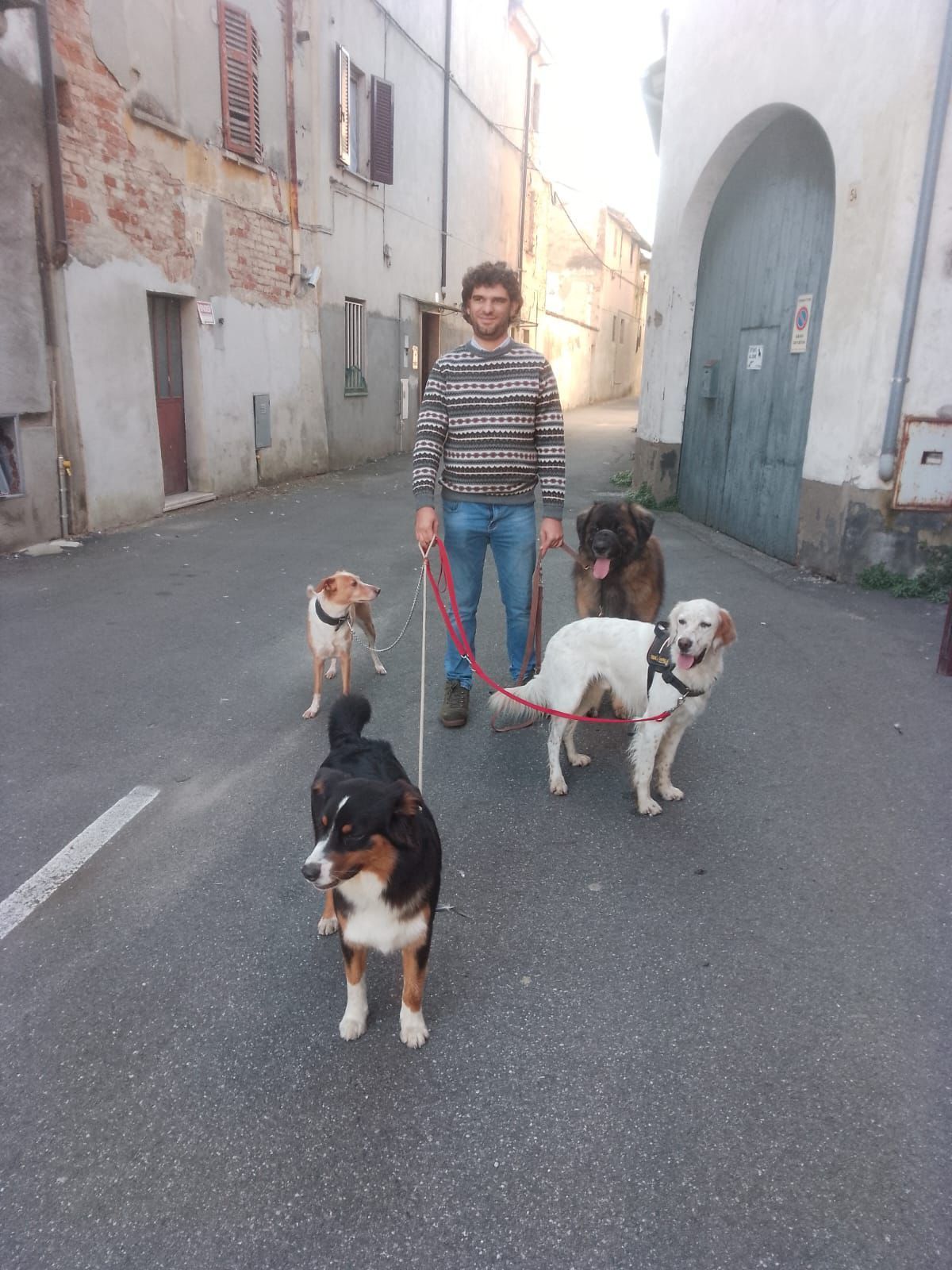 cani a passeggio