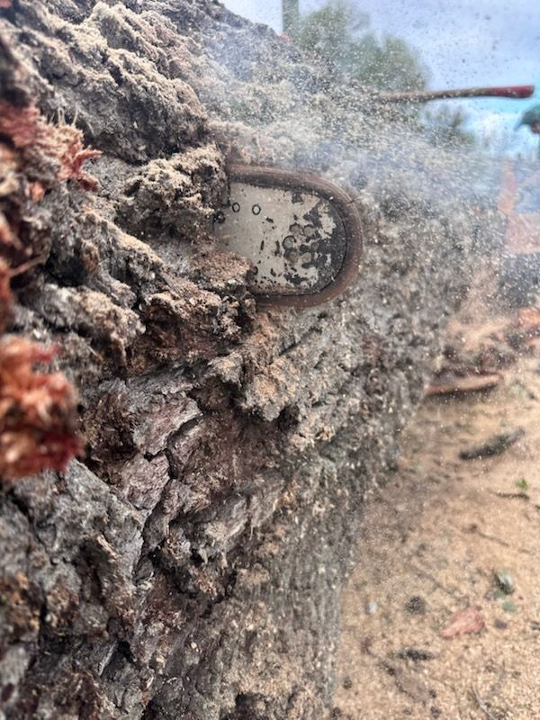 Close-up of a camouflaged smartwatch face on rough tree bark, dusted with dirt and debris