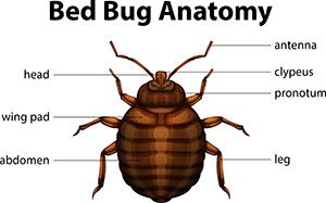 Bed Bug Anatomy — Cookeville, TN — Benton Young Black Rock Services LLC