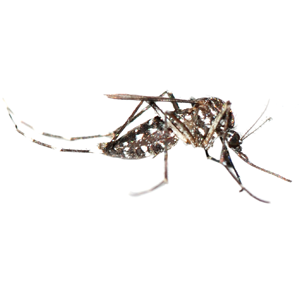 Big Mosquito — Cookeville, TN — Benton Young Black Rock Services LLC