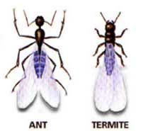 Ant & Termite — Cookeville, TN — Benton Young Black Rock Services LLC
