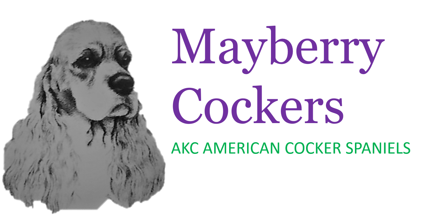 Mayberry Cockers Cocker Spaniel Breeders