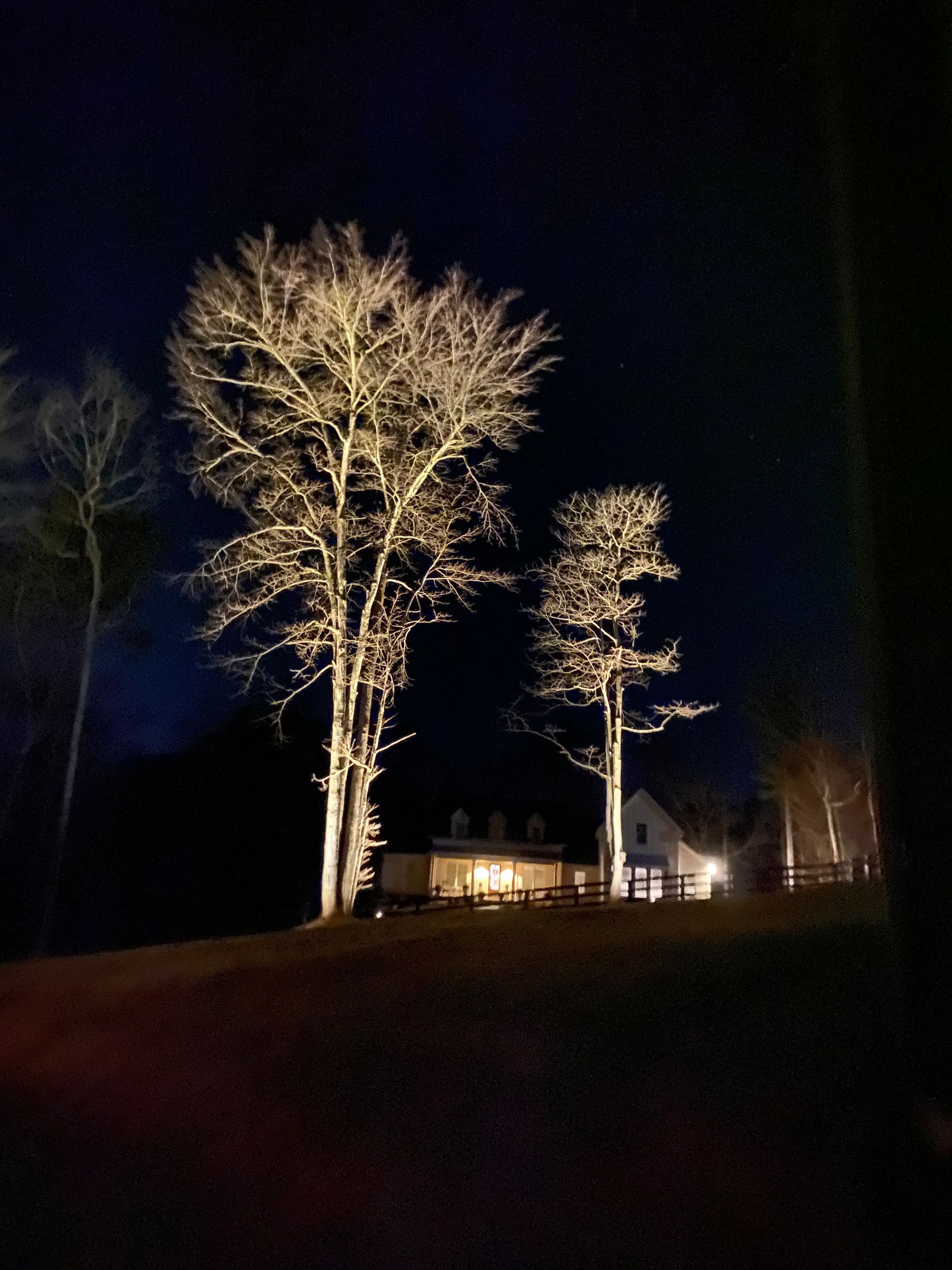 Tree Lighting Landscape