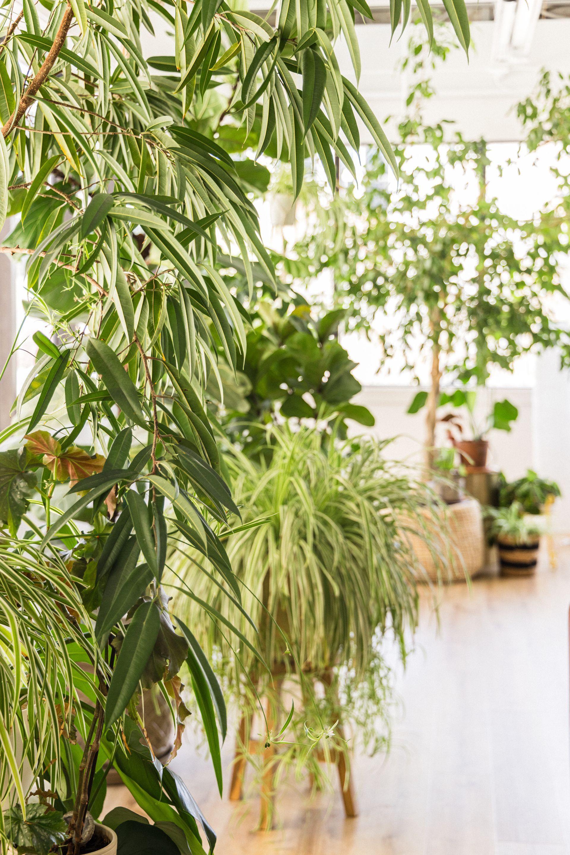 A room filled with lots of potted plants and trees.