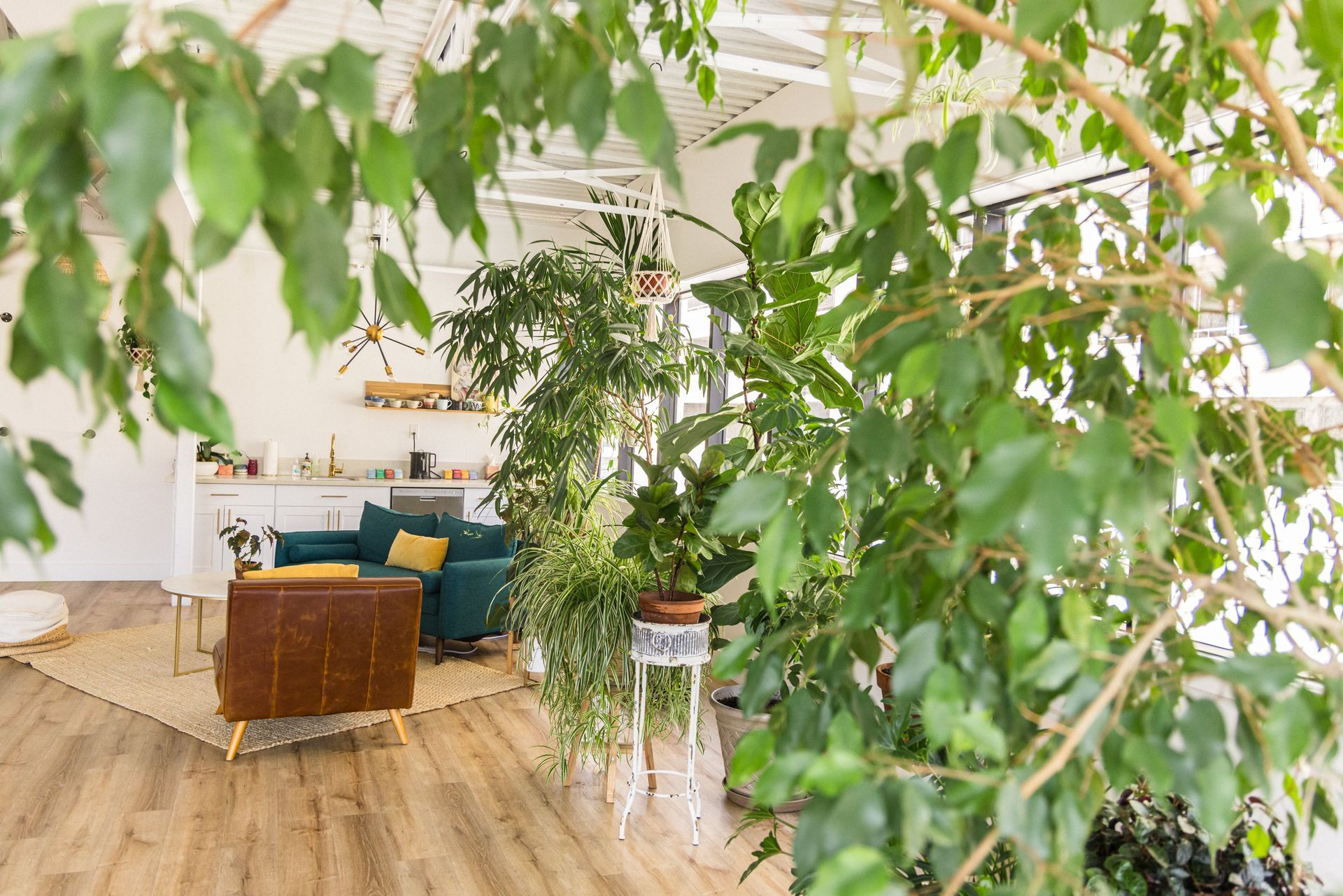 A living room filled with furniture and lots of plants.