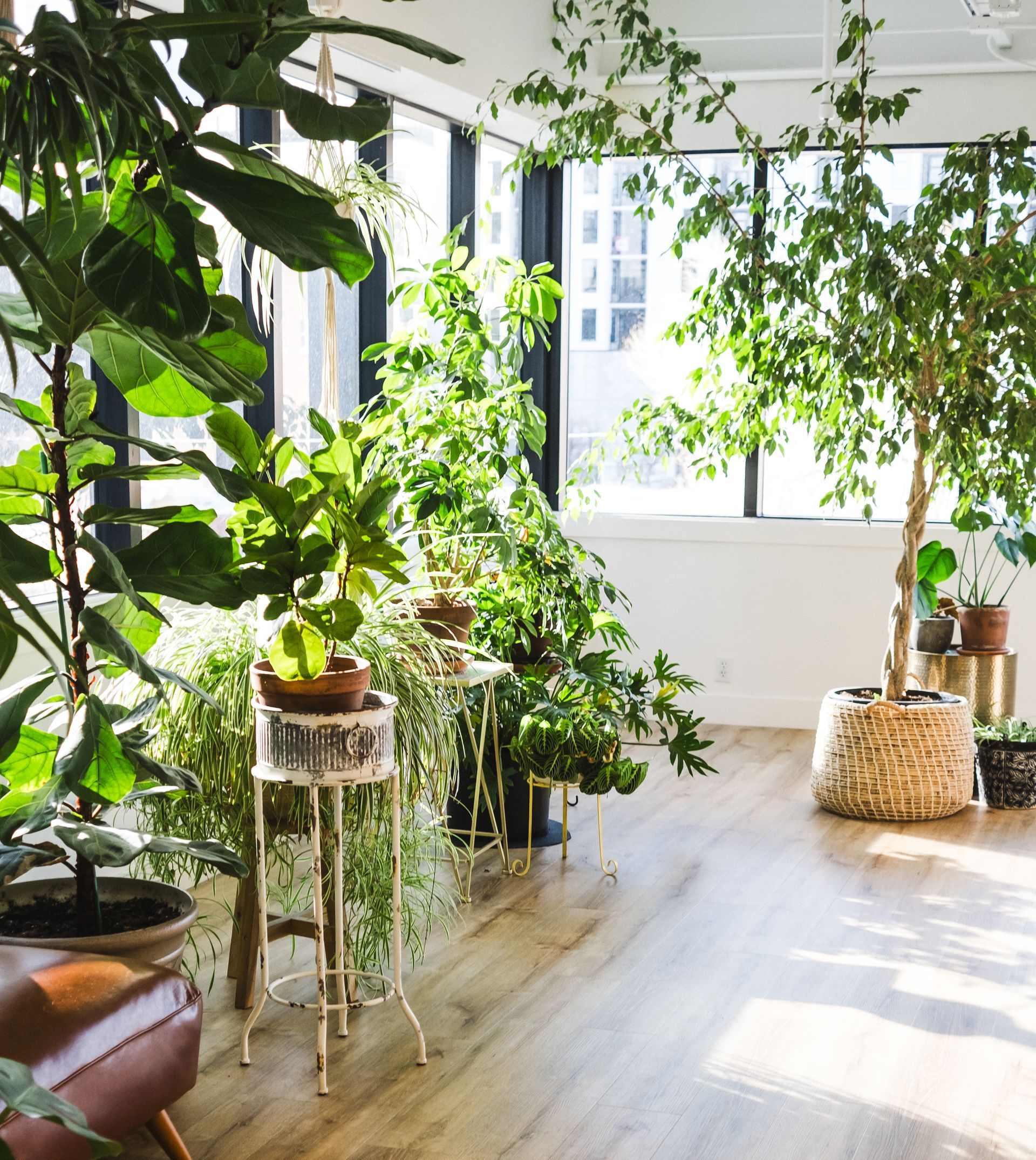 A living room filled with lots of potted plants and trees.