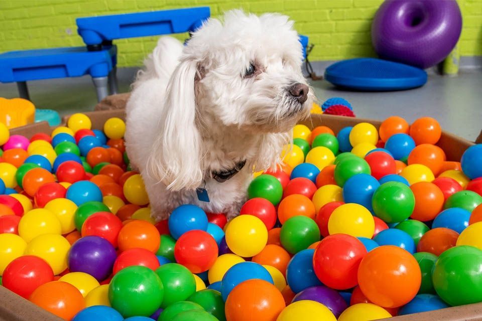 hotel canino en guadalajara