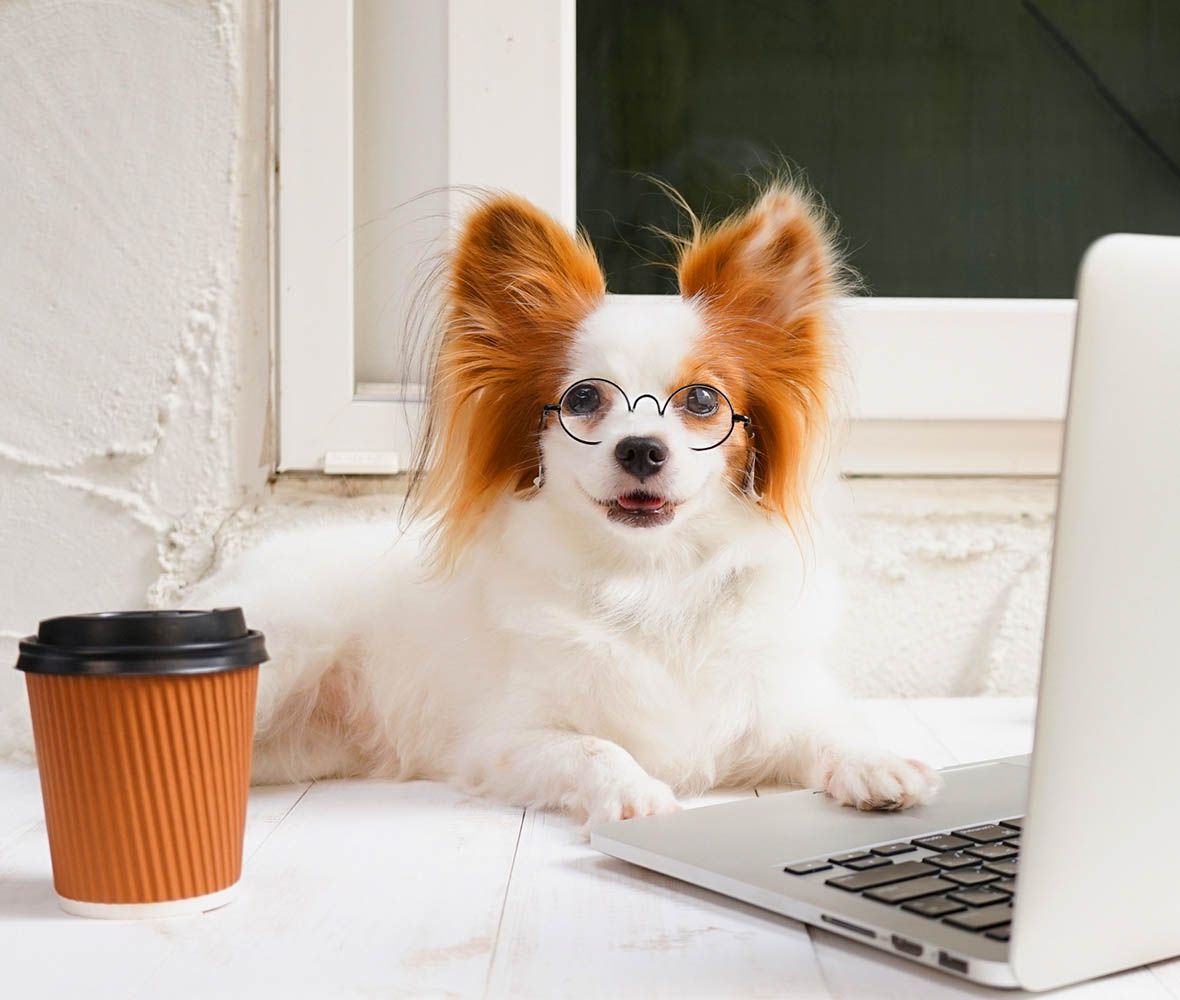 estancia para perros en guadalajara