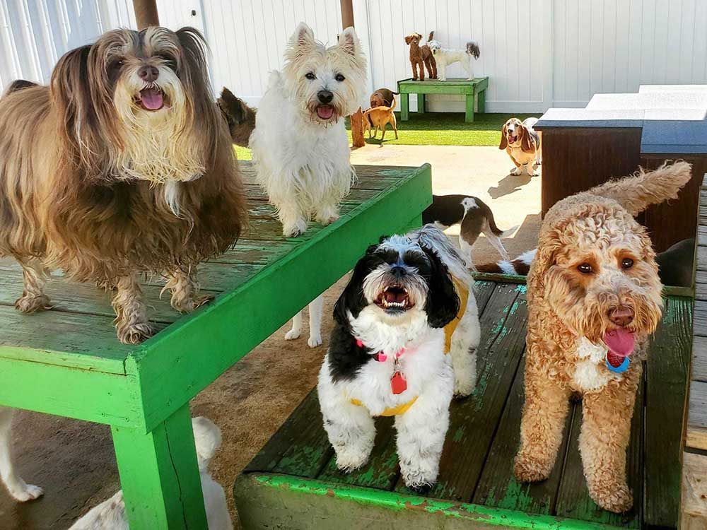 guarderia para perros en Toluca