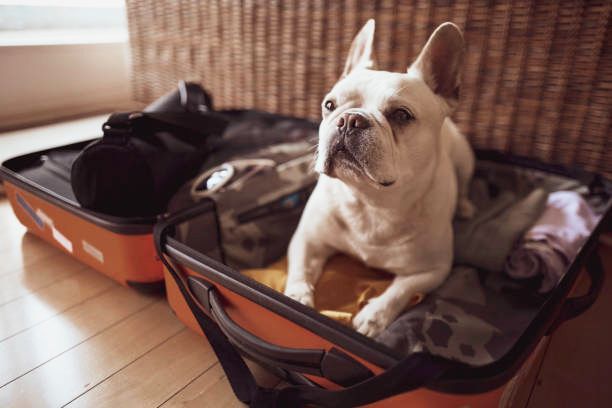 hotel para perros en Monterrey