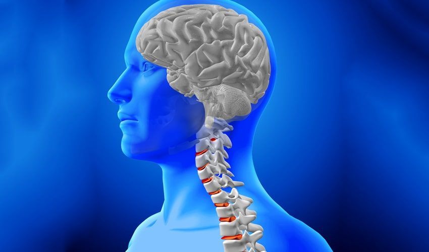 A 3d model of a man 's head with a brain and spine.