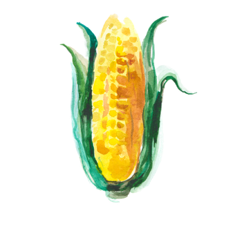 A watercolor painting of corn on the cob with green leaves