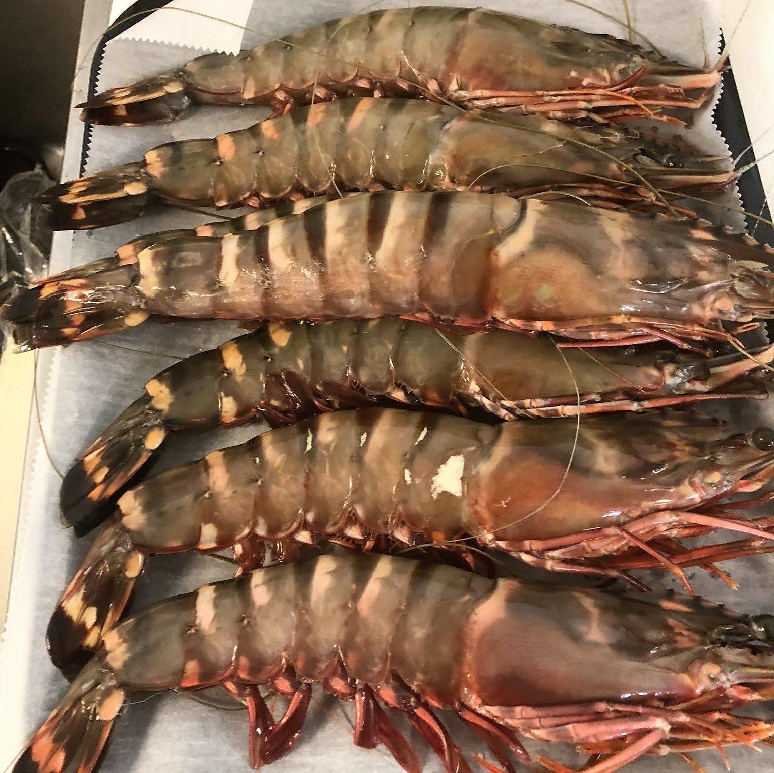 Freshly Catch Seafood — Fresh Shrimps in Mystic Islands, NJ