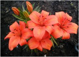 A bunch of orange flowers are laying on the ground