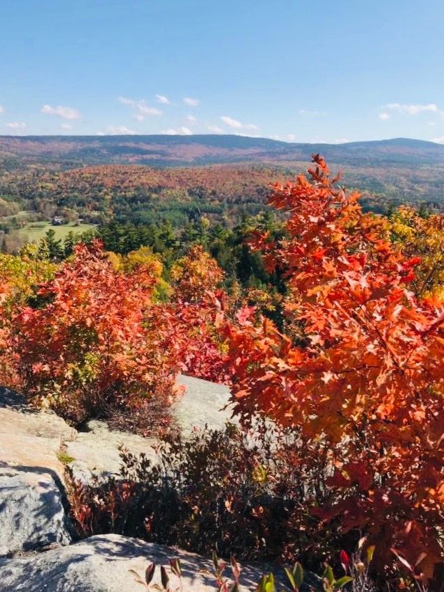 A landscape with trees and mountains in the background