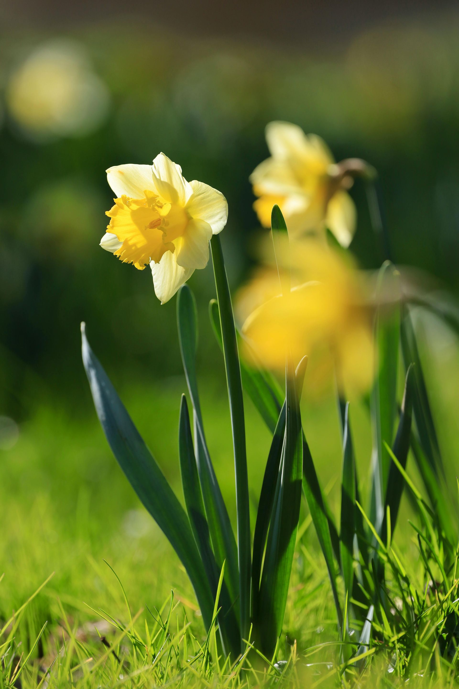 A yellow and white flower is growing in the grass