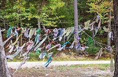 A bunch of flags are hanging from a tree in the woods.