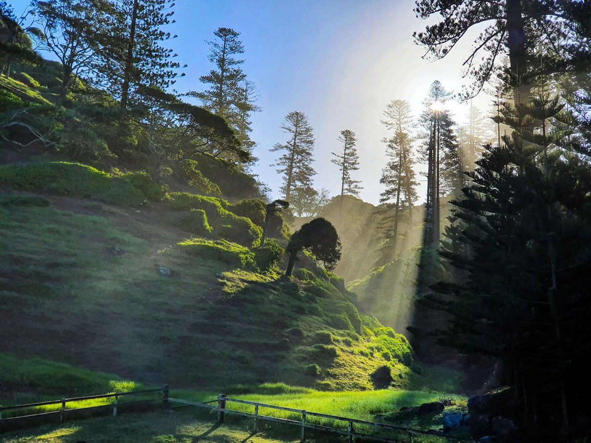 Sunlight streams through trees on a green hillside. Norfolk Island Trade Winds Seniors Sanctuary