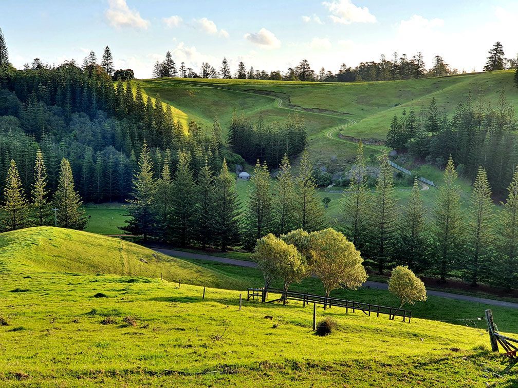 Green rolling hills with pine trees, bathed in sunlight. Norfolk Island Trade Winds Seniors Sanctuary