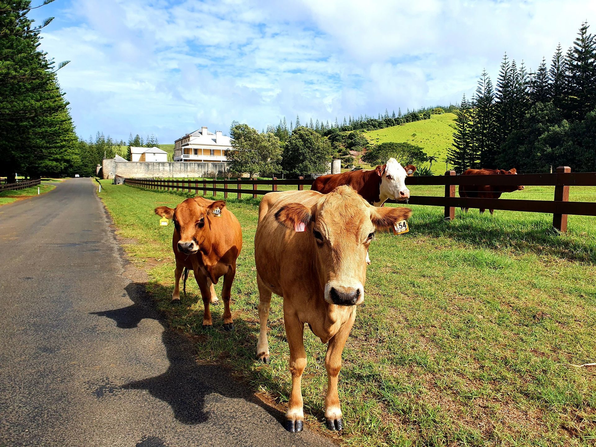 Two brown cows standing near a road, with others in a grassy field. Norfolk Island Trade Winds Seniors Sanctuary