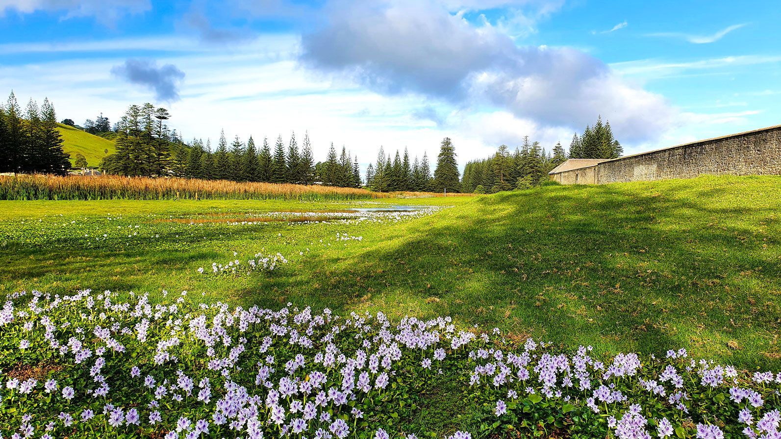 Lush green field with small purple flowers, under a bright blue sky. Norfolk Island Trade Winds Seniors Sanctuary