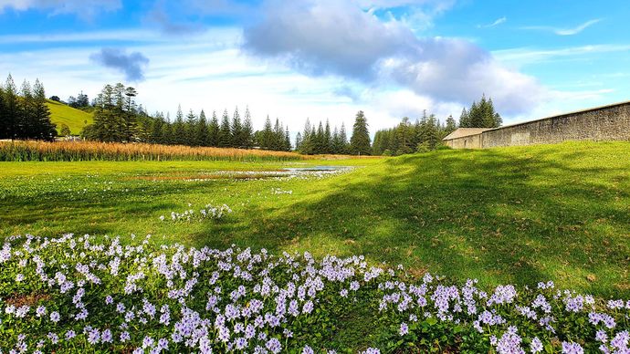 A field of purple and white flowers with a stone wall in the background.