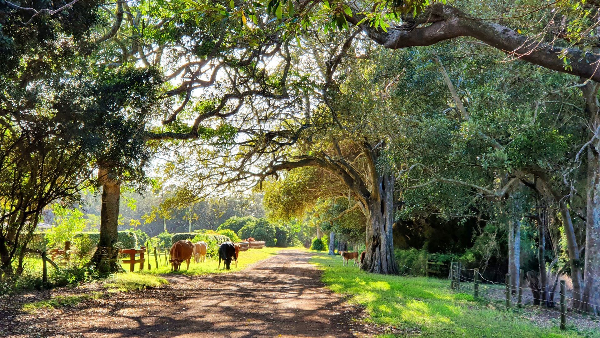 Dirt road through a tree-lined pasture with grazing cows. Norfolk Island Trade Winds Seniors Sanctuary