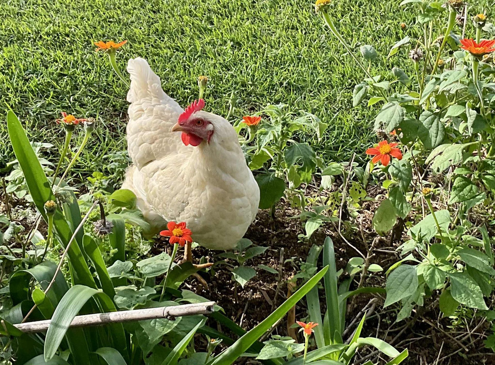 Norfolk Island Trade Winds Seniors Sanctuary Chickens Garden