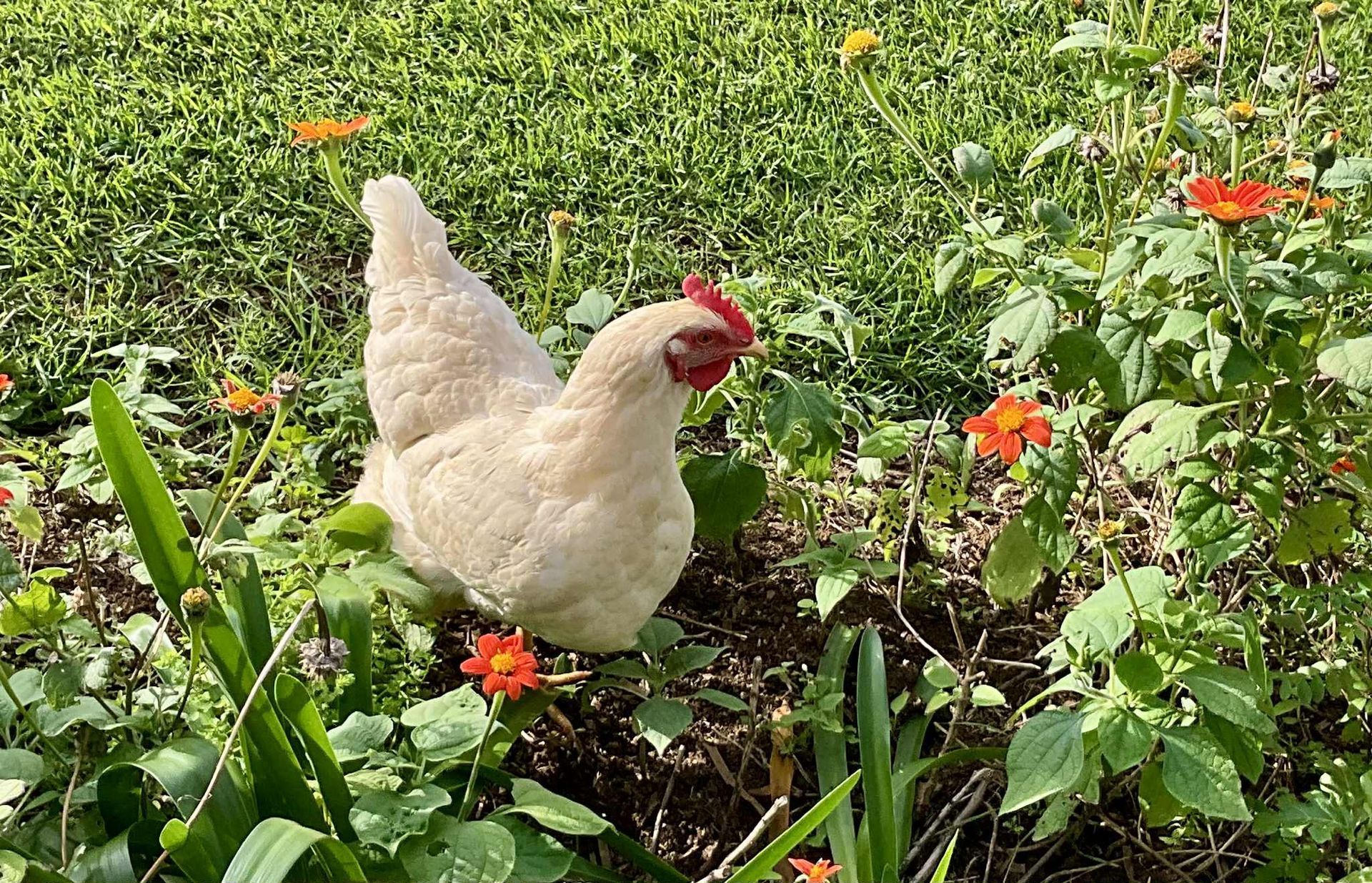 Norfolk Island Trade Winds Seniors Sanctuary Chickens