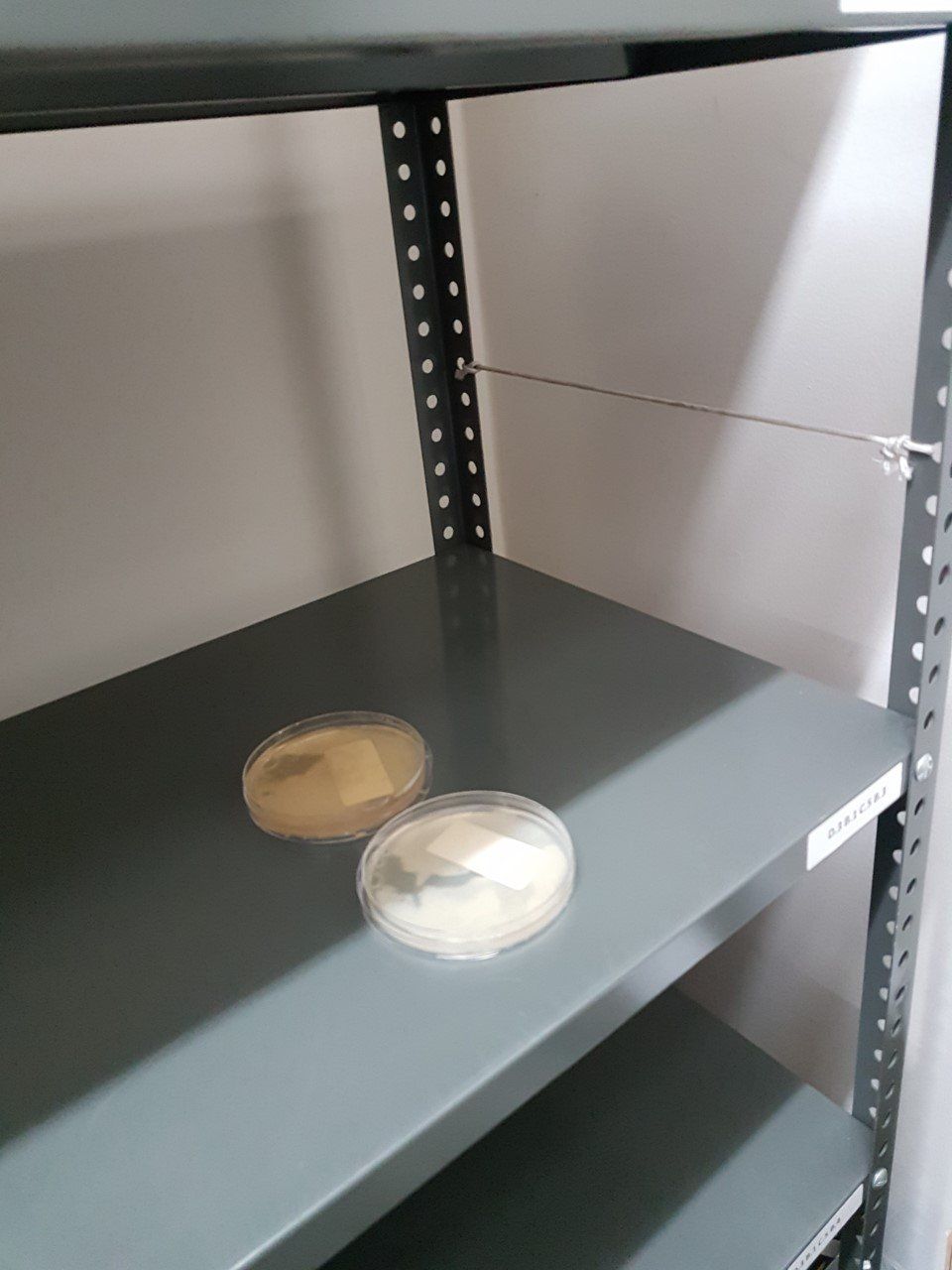 fumigación y control de plagas en Bogotá