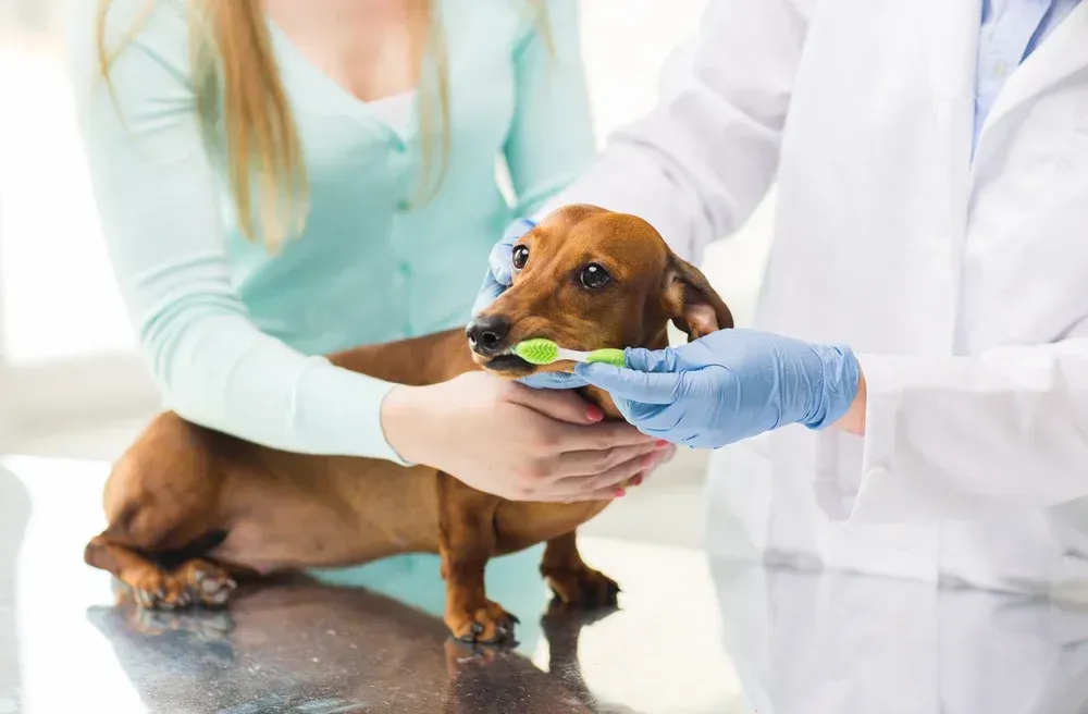 Vet tech performing gentle pet dental care for a healthy dog smile. Doggy Dental Naples, FL