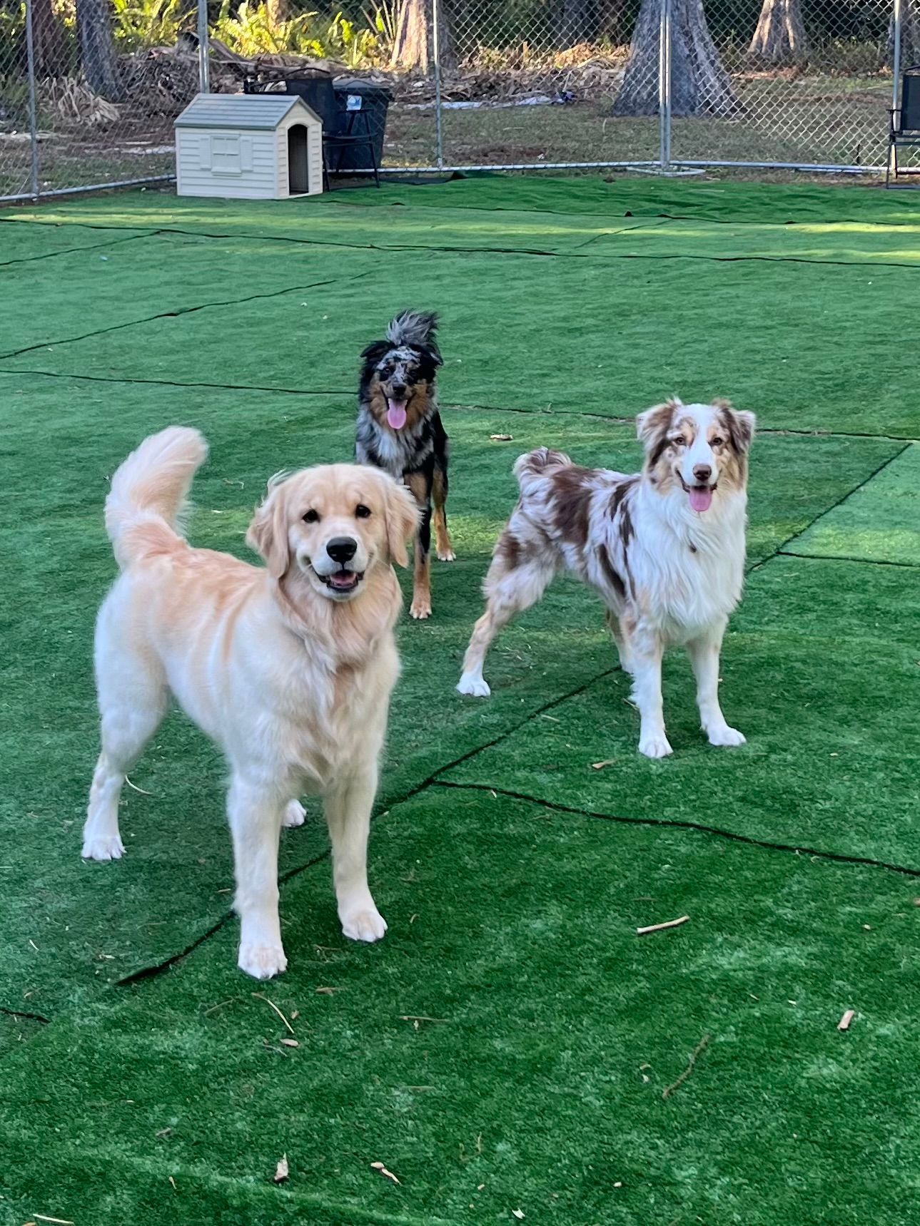 Comfortable dog boarding with spacious kennels and caring staff in Naples, FL