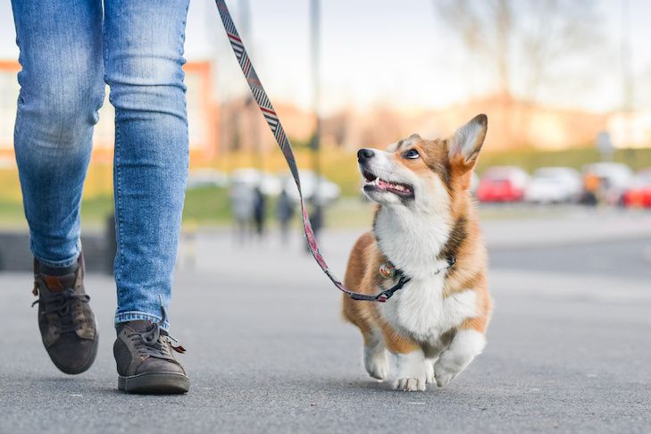 Experienced dog walker providing exercise and fresh air for happy pets