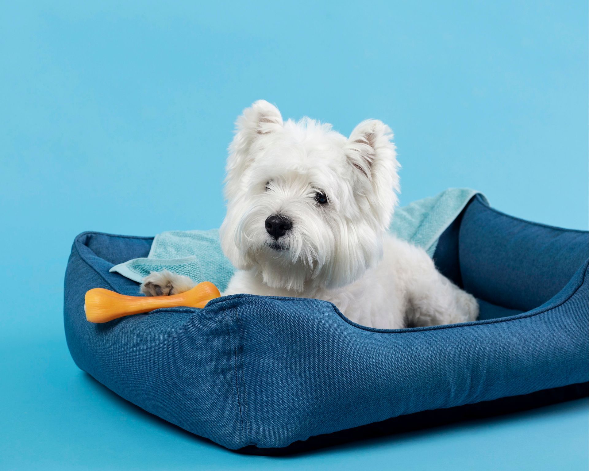 Comfortable dog boarding with spacious kennels and caring staff in Naples, FL