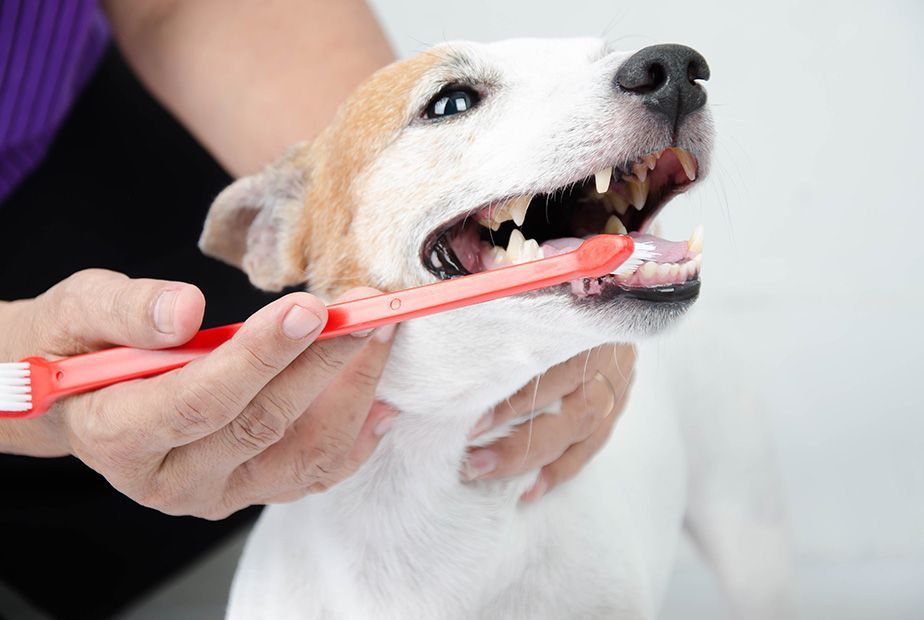 Vet tech performing gentle pet dental care for a healthy dog smile. Doggy Dental Naples, FL