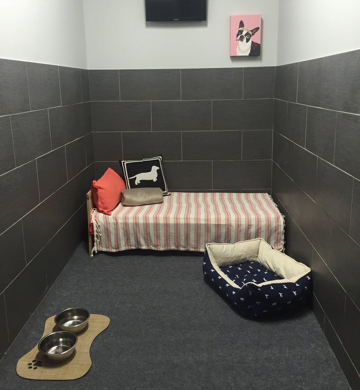 Comfortable dog boarding with spacious kennels and caring staff in Naples, FL
