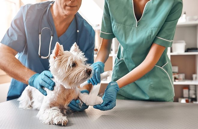 A dog with a bandage on its leg is being examined by two veterinarians.
