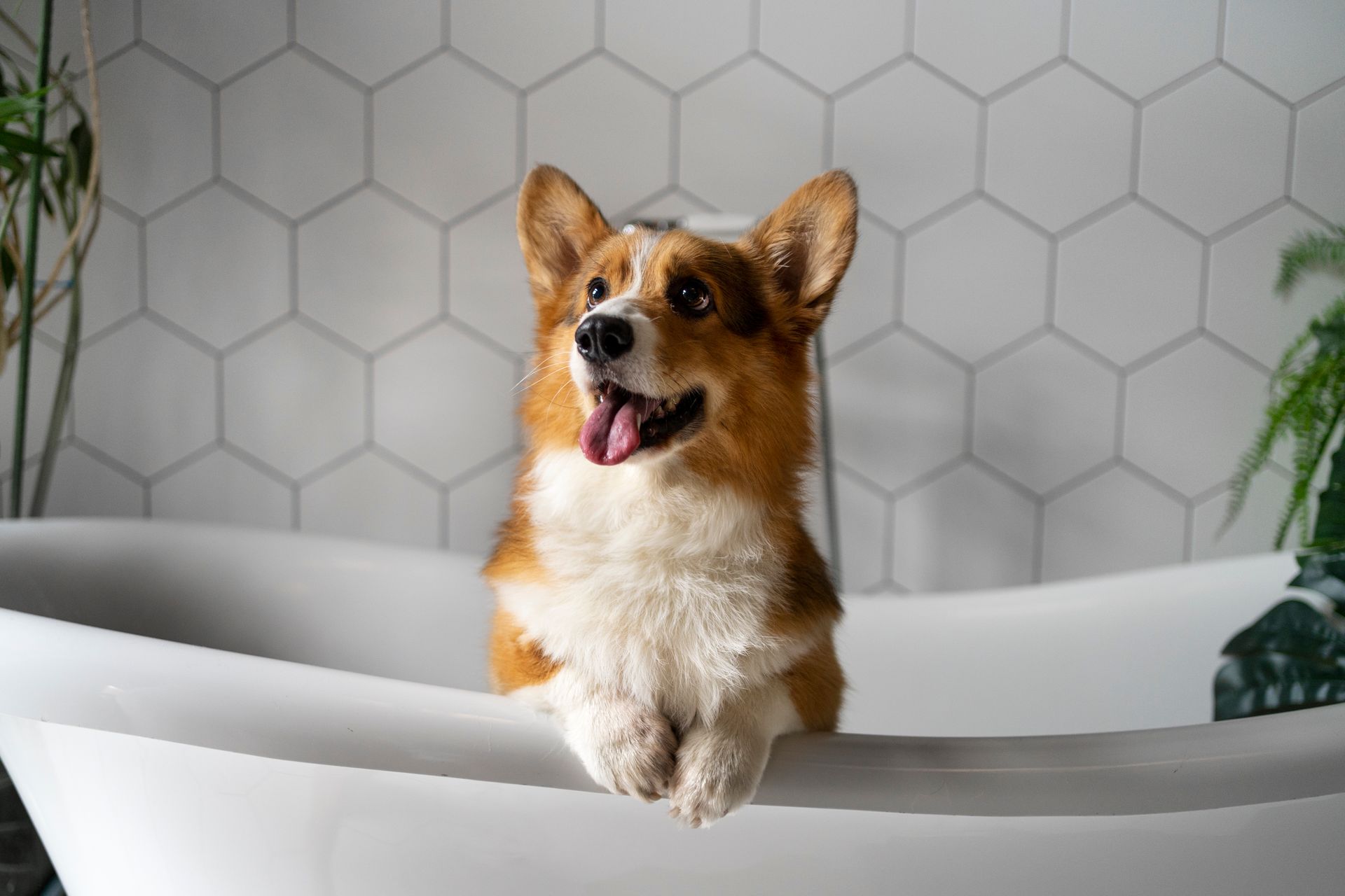 Pet groomer giving a sanitary trim to a small dog for better hygiene. Naples, FL