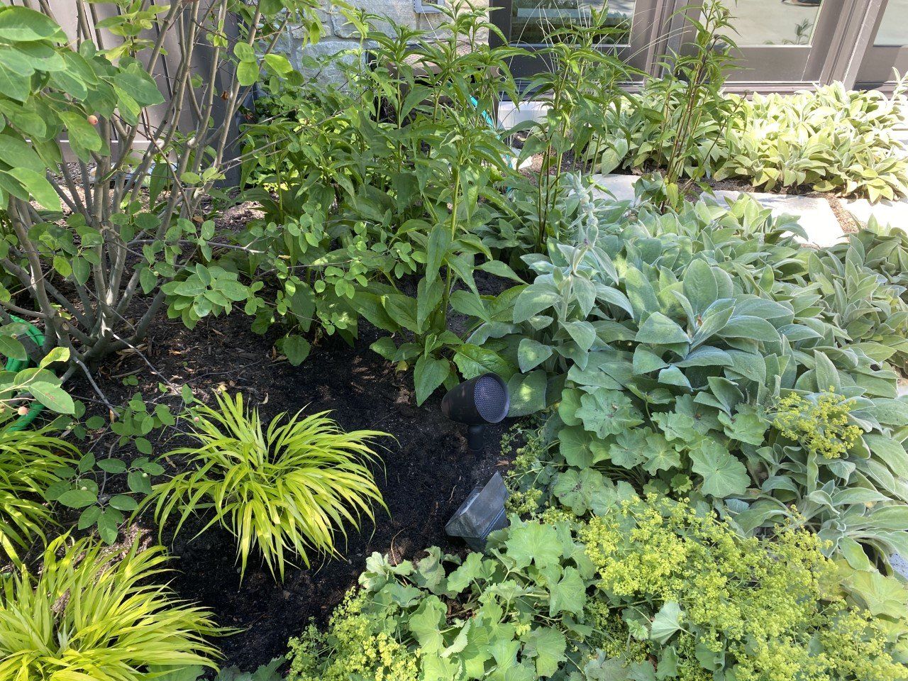 A garden filled with lots of different types of plants.