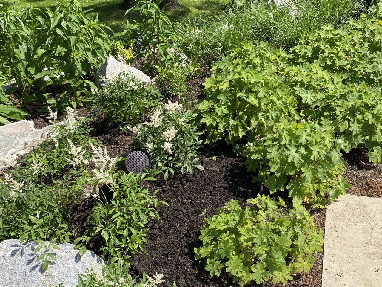 A garden filled with lots of green plants and rocks.