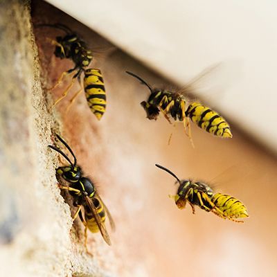 Wasps Nest Under Roof Of House — Pakenham, VIC — Morison Pest Management