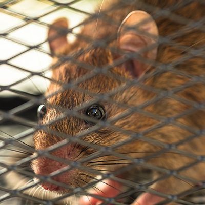 Rat In Trap — Pakenham, VIC — Morison Pest Management