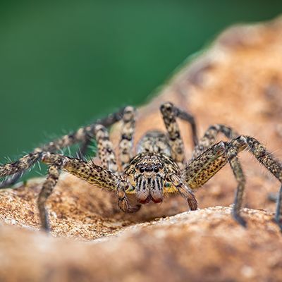 Huntsman Spider — Pakenham, VIC — Morison Pest Management