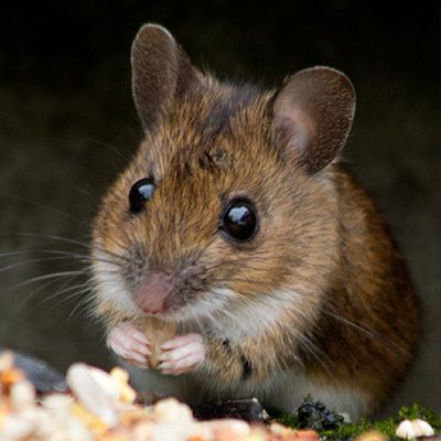 Mouse — Pakenham, VIC — Morison Pest Management